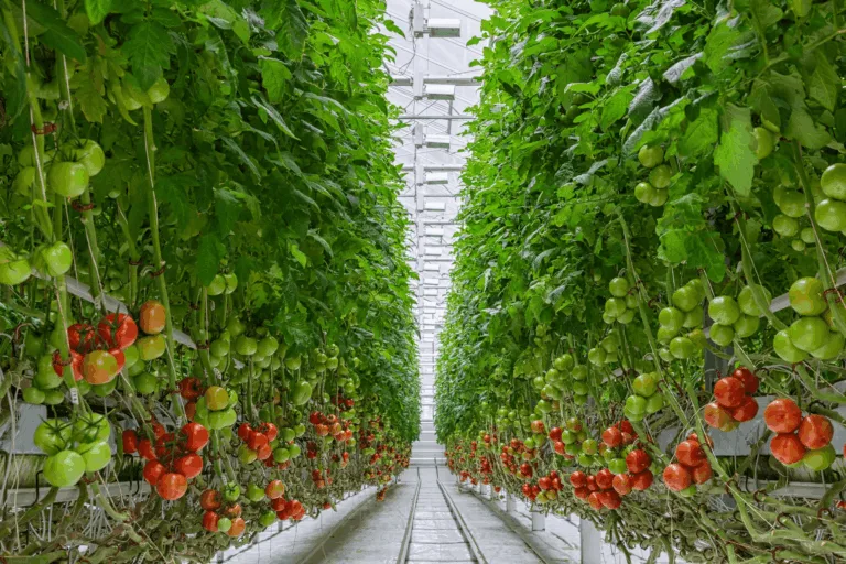 Van Den Berg Tomatoes