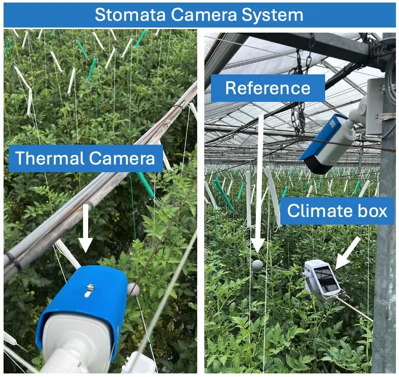 Climate variation effects on greenhouse crop development in high-wire cultivation