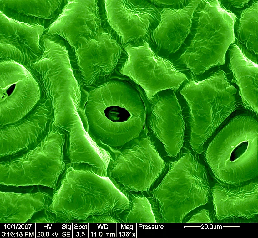 Estomas cerrados en hojas de la planta – indicador de estrés detectado por imagen térmica