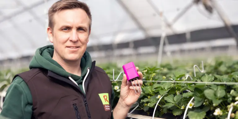 38% Less Drain Water in Strawberries