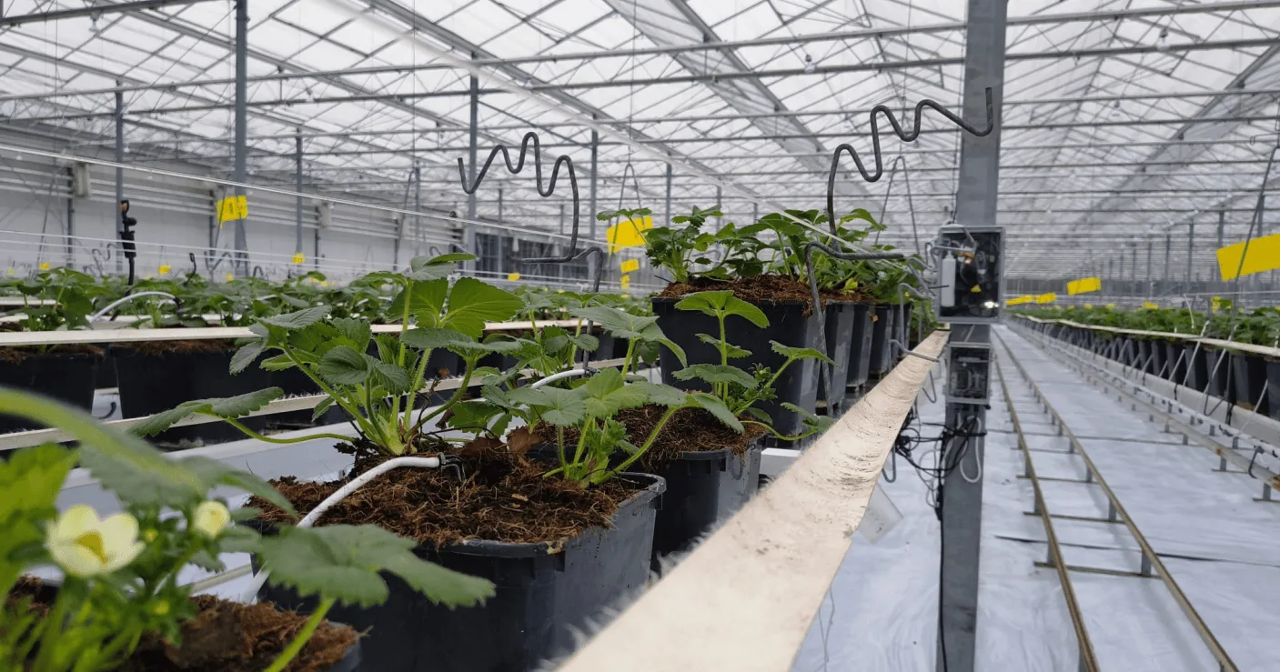 Wireless data hub transmitting real-time drain sensor data from greenhouse to cloud
