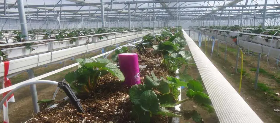 Sigrow Soil Mini sensor deployed among Karima strawberries at Proefcentrum Hoogstraten