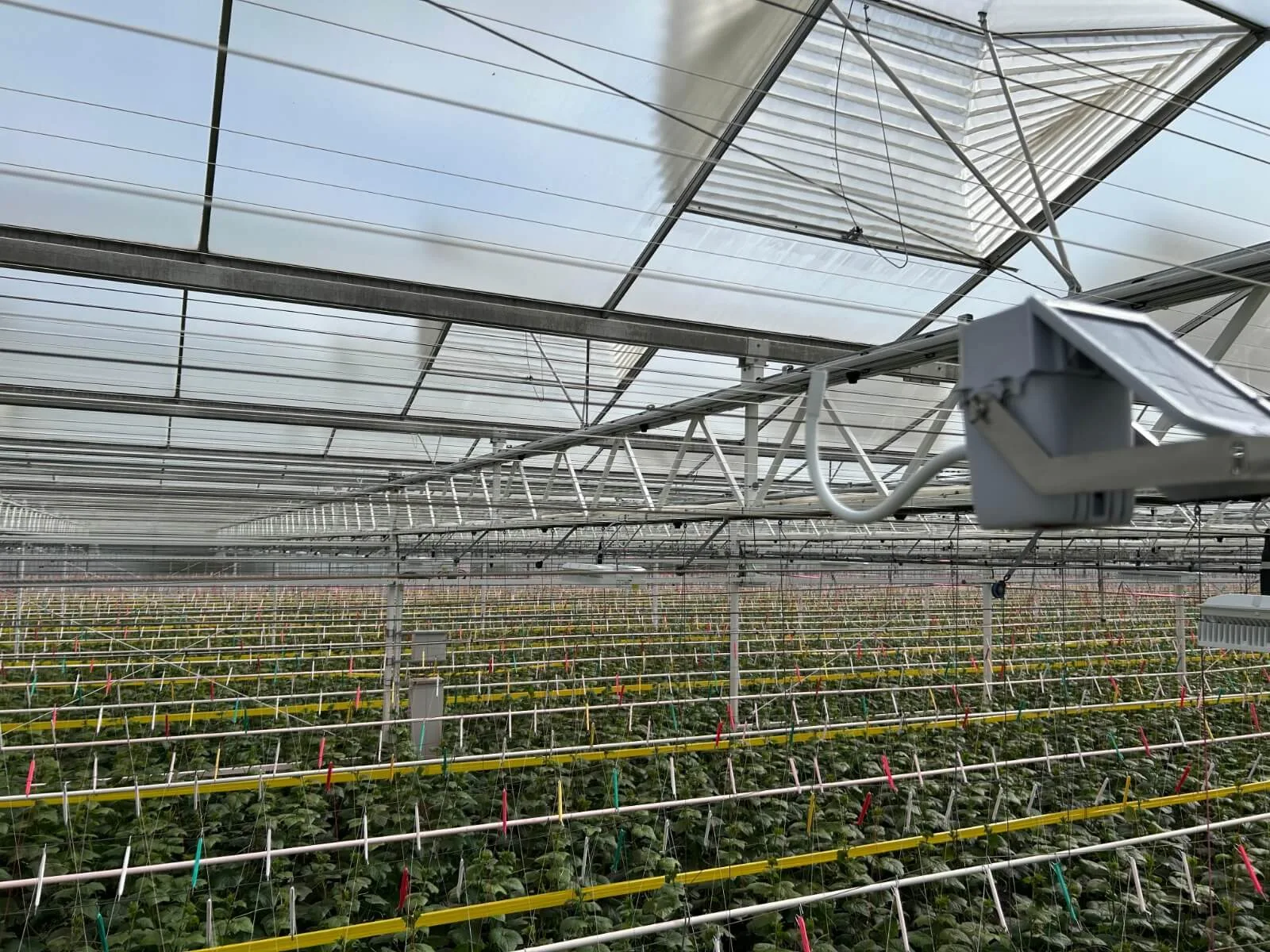 Medición de luz PAR integrada con la inteligencia de cultivo de Stomata Camera