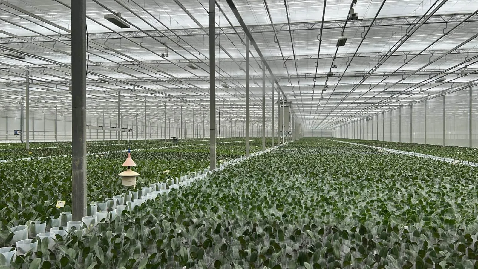 Los sensores climáticos estándar de invernadero no recogen datos críticos a nivel de planta