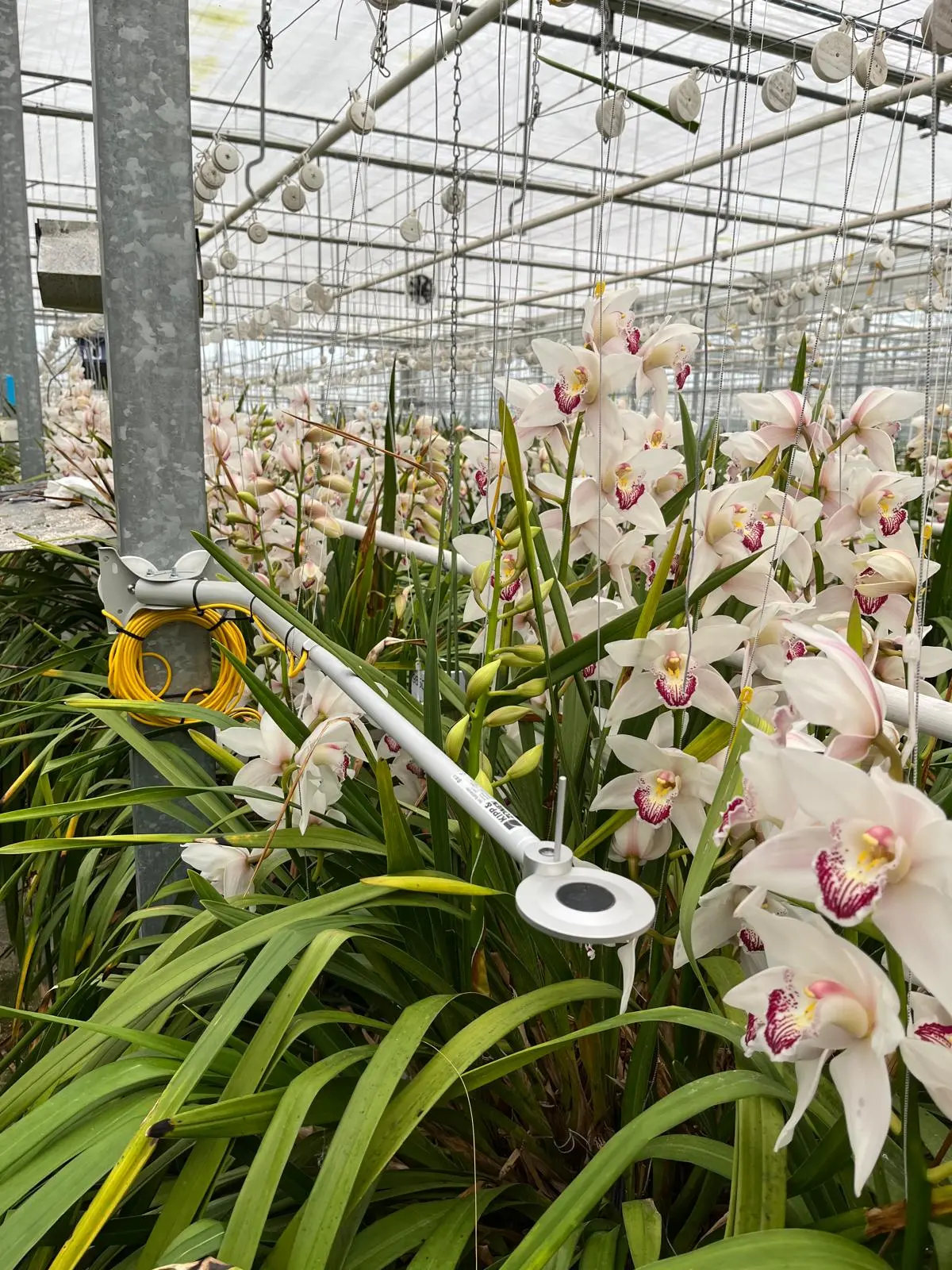 Sigrow Net Radiometer extended over orchid crop canopy in greenhouse