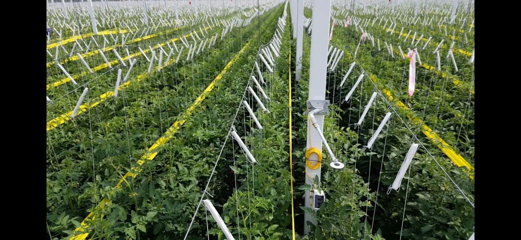 Sigrow Net Radiometer installed in tomato greenhouse
