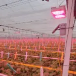 Sigrow Stomata Camera and Pixel sensors with LED grow lights in a high-tech greenhouse, measuring crop temperature and VPD at canopy level