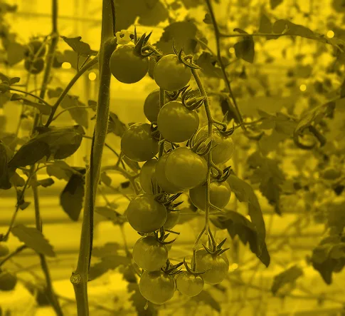 Sigrow Stomata Camera – cámara patentada de fusión térmica y RGB para la monitorización de plantas en invernadero