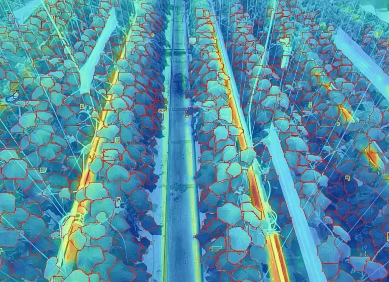 Medición de temperatura de hoja por infrarrojo con la Stomata Camera