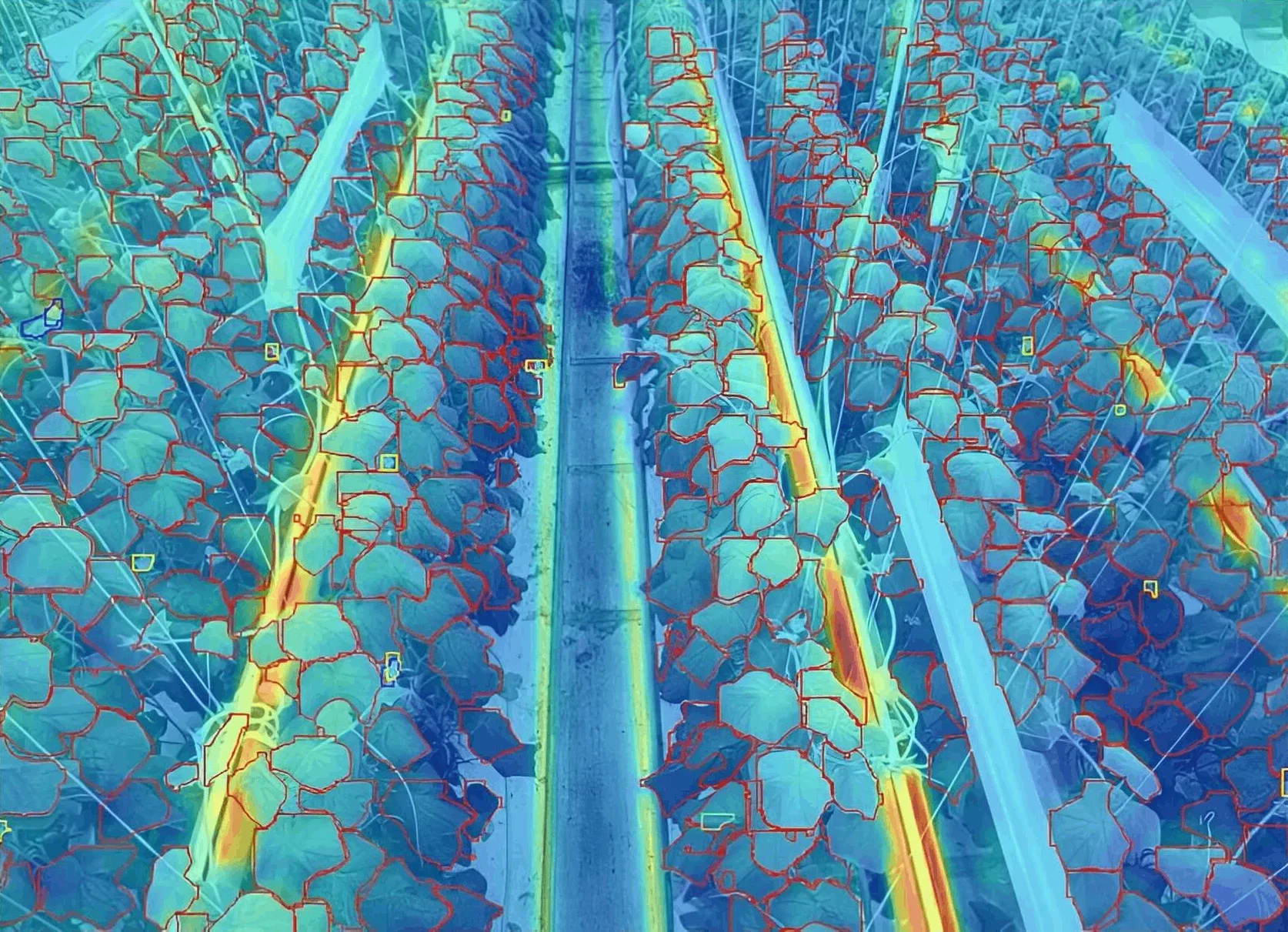 Monitorización de la temperatura de hoja – imagen térmica de la distribución de calor en el canopy