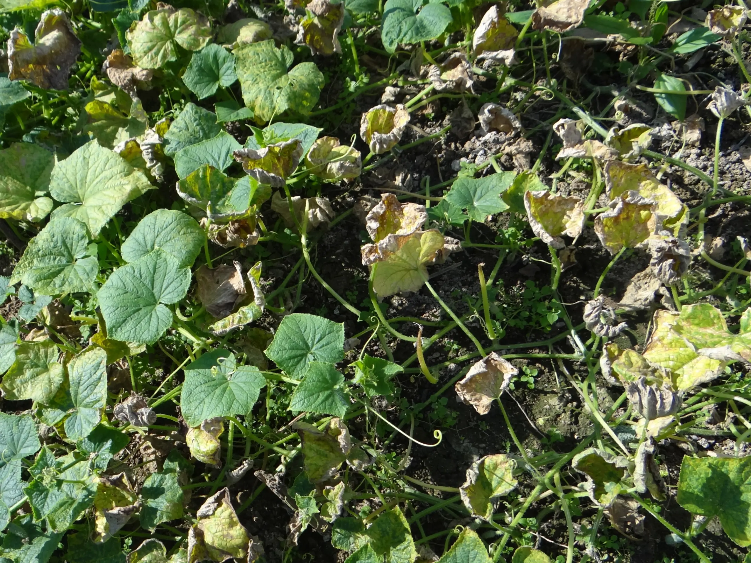 Hoja de pepino con esporulación abaxial blanca de mildiu velloso causado por Pseudoperonospora cubensis