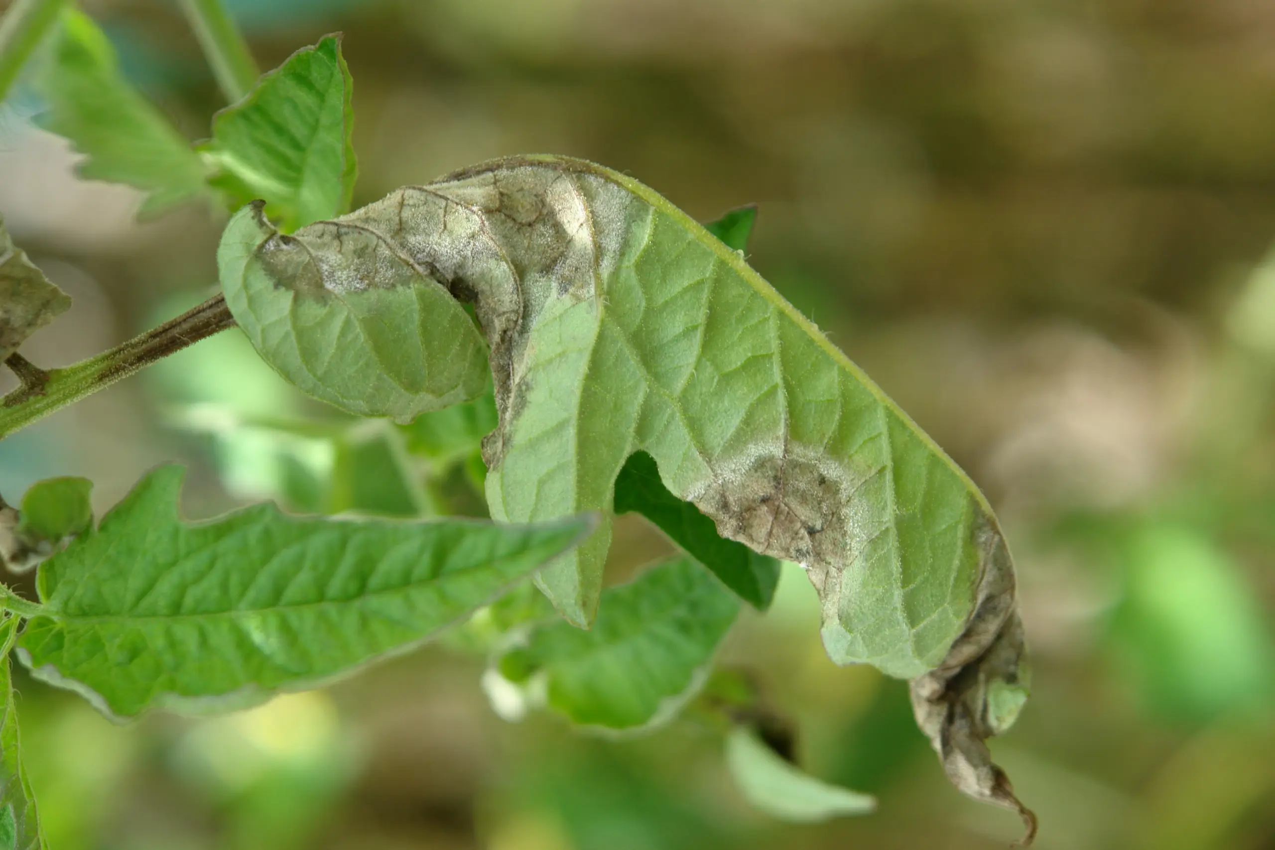 Hoja de tomate con lesiones esporulantes de tizón tardío causado por Phytophthora infestans