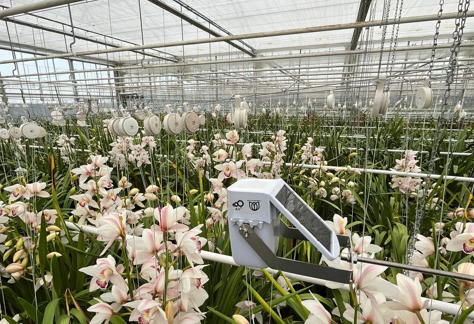 Sigrow Air+ microclimate sensor above an orchid crop in a greenhouse