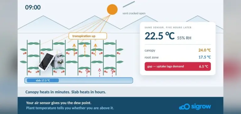 Sigrow sensor data showing the 09:00 canopy-to-root-zone temperature gap and calcium uptake lag in a tomato greenhouse